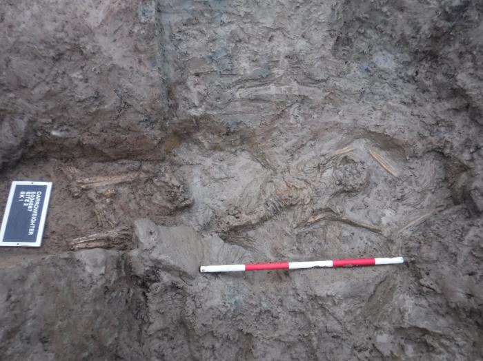 Photo of the adult male burial in the ditch at Carroweighter 2 (Photo: IAC Archaeology).