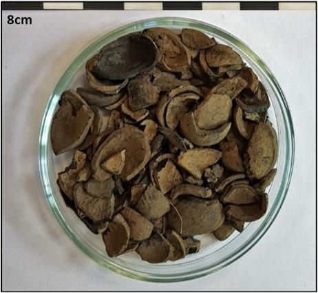 Photo of hazelnut shell fragments from a pit in the southern cluster by David Stone