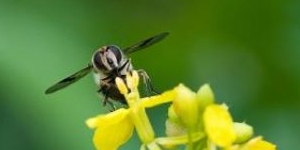 Bee collecting nector